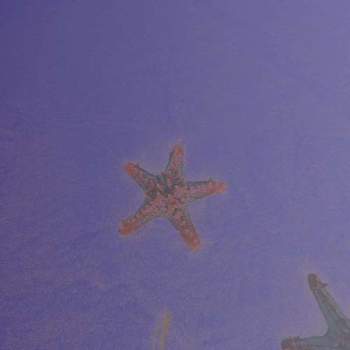 Hipnotic Earth (Cosmos Rennert) - Starfish and Giant Foams
