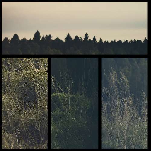 E321 - Among the Trees