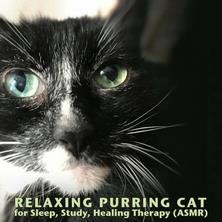 دانلود آلبوم موسیقی Nova-Cat-Purring-Sounds-Relaxing-Purring-Cat-For-Sleep-Study-Healing-Therapy-ASMR
