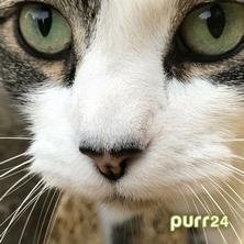 دانلود آلبوم موسیقی VA-Purr24